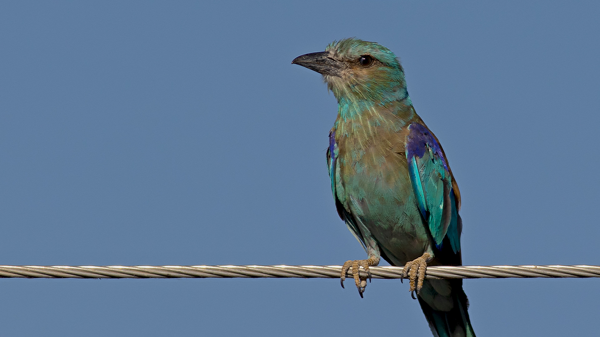 European Roller